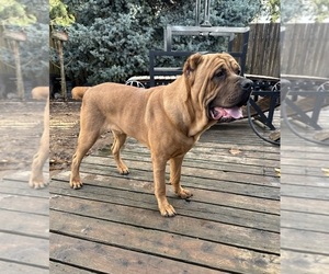 Cane Corso Puppy for sale in PORTLAND, OR, USA