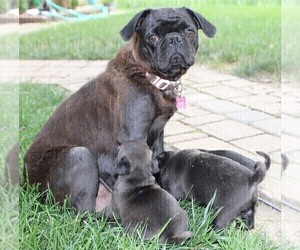 Mother of the Pug puppies born on 07/06/2022