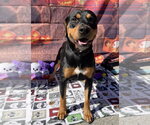 Chongers - Male Rotterman Dog for Adoption - Small photo