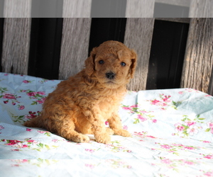Goldendoodle (Miniature) Dog for Adoption in BLOOMINGTON, Indiana USA