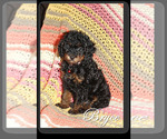 Small Photo #3 Poodle (Toy) Puppy For Sale in EL PASO, TX, USA
