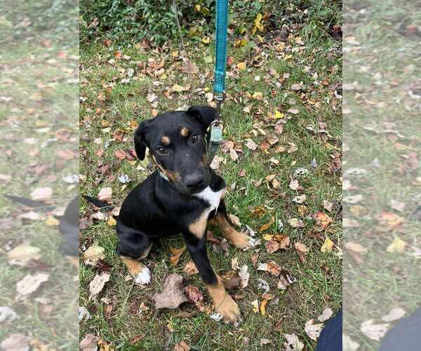 Medium Photo #2 Mutt Puppy For Sale in Candler, NC, USA