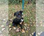 Small #1 Mutt