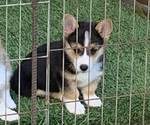 Small #4 Pembroke Welsh Corgi