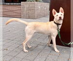 Small #2 Huskies  Mix