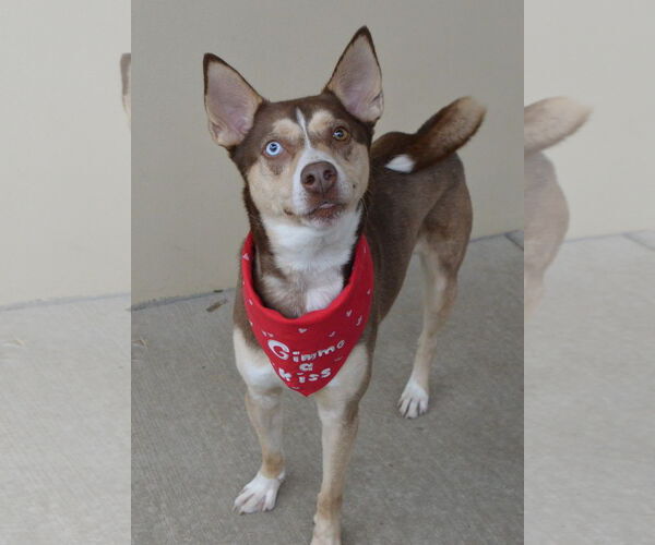 Medium Photo #2 Siberian Husky-Unknown Mix Puppy For Sale in McKinney, TX, USA