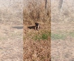 Small #5 Mastiff