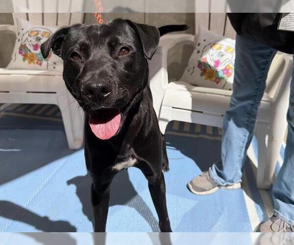 Medium Photo #1 Labrador Retriever-Unknown Mix Puppy For Sale in Santa Rosa, CA, USA