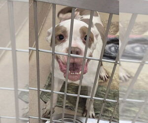 Mutt Dogs for adoption in Decatur, IL, USA