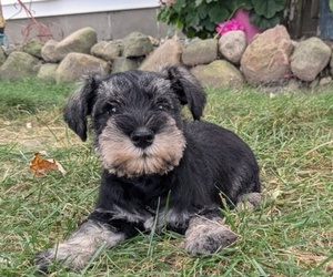 Schnauzer (Miniature) Puppy for sale in GOSHEN, IN, USA