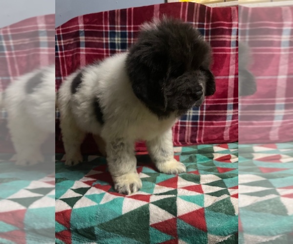 Medium Photo #5 Newfoundland Puppy For Sale in AURORA, IN, USA
