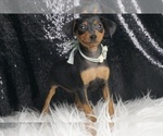 Puppy Ruger AKC Miniature Pinscher