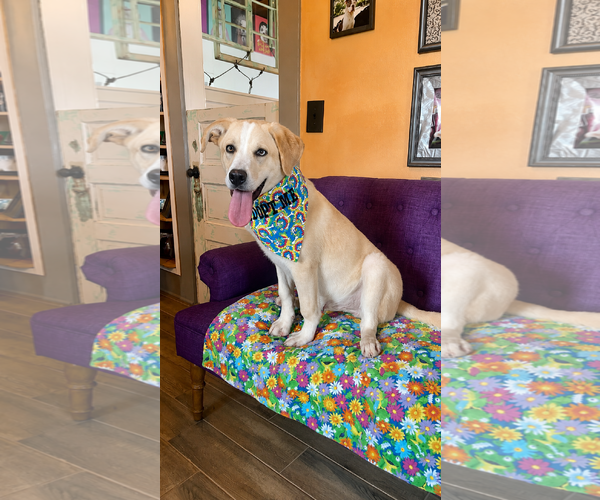 Medium Photo #1 Labrador Retriever-Unknown Mix Puppy For Sale in Rockaway, NJ, USA