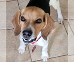 Small #2 Beagle