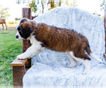 Small #6 Saint Bernard