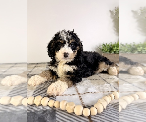 Medium Photo #5 Bernedoodle (Miniature) Puppy For Sale in GREENFIELD, IN, USA