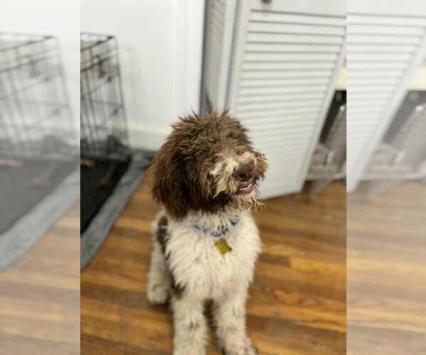 Medium Photo #4 Mutt Puppy For Sale in Sandy, UT, USA