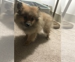 Small Photo #1 Pomeranian Puppy For Sale in ARLINGTON, VA, USA