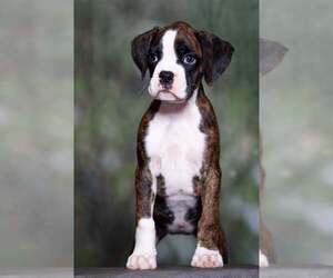 Boxer Puppy for sale in CLEVELAND, TX, USA