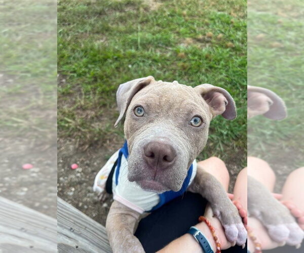 Medium Photo #1 Mutt Puppy For Sale in Candler, NC, USA