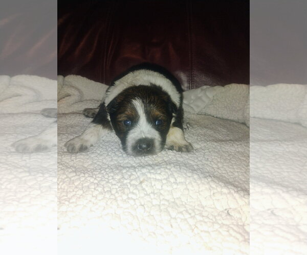 Medium Photo #3 Mutt Puppy For Sale in Polson, MT, USA