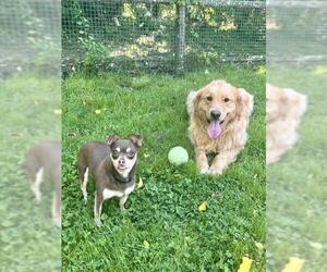 Chihuahua Dogs for adoption in Dedham, MA, USA