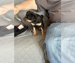 Small #1 Carlin Pinscher