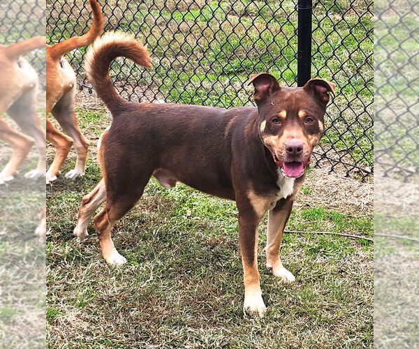 Medium Photo #2 Mutt Puppy For Sale in Evansville, IN, USA