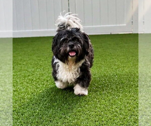 Medium Photo #3 Shih Tzu-Unknown Mix Puppy For Sale in Canton, CT, USA