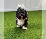 Small #2 Shih Tzu Mix