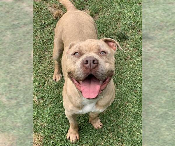Medium Photo #1 American Pit Bull Terrier Puppy For Sale in Riverside, CA, USA