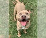 Small American Pit Bull Terrier