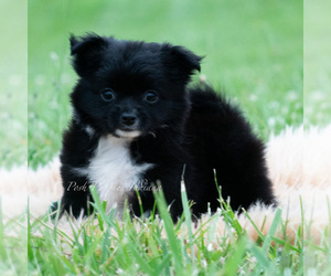 Medium Chihuahua