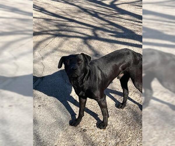 Medium Photo #1 Labrador Retriever Puppy For Sale in Houston, TX, USA