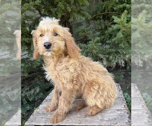 Cockapoo (Miniature) Puppy for sale in MIDDLEBURY, IN, USA