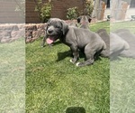 Puppy Puppy 7 Cane Corso