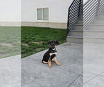 Small #1 German Shepherd Dog Mix