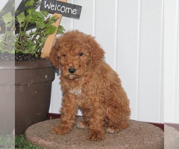Medium Photo #2 Labradoodle-Poodle (Standard) Mix Puppy For Sale in NEW PROVIDENCE, PA, USA