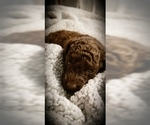 Small Photo #2 Poodle (Miniature) Puppy For Sale in EMPORIA, KS, USA