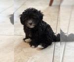 Puppy 0 Havanese-Poodle (Toy) Mix