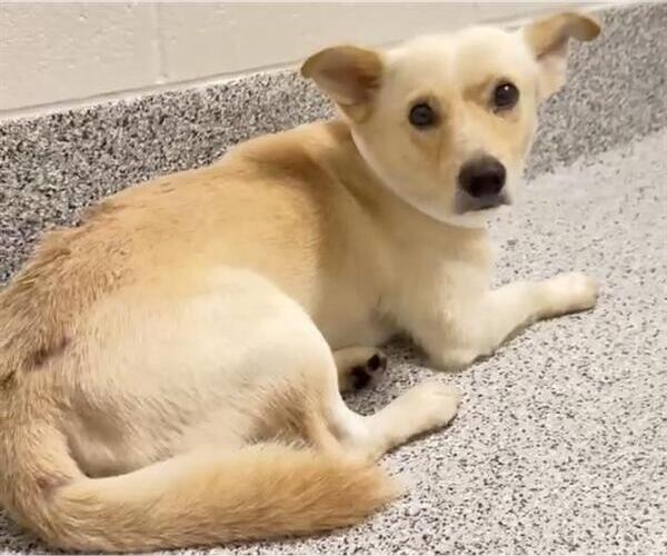 Medium Photo #2 Cardigan Welsh Corgi-Unknown Mix Puppy For Sale in Houston, TX, USA