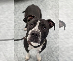 Mutt Dogs for adoption in Fort Collins, CO, USA