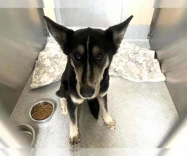 Medium Photo #1 Labsky Puppy For Sale in Orange, CA, USA