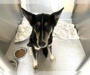 Labsky Dogs for adoption in Orange, CA, USA
