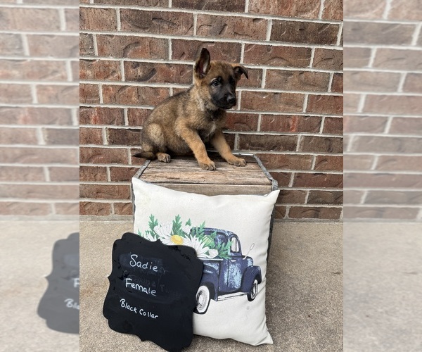 Medium Photo #10 German Shepherd Dog Puppy For Sale in MAYSVILLE, MO, USA