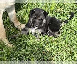 German Shepherd Dog Puppy for Sale in SUMPTER TWP, Michigan USA