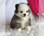 Small #9 Pomeranian