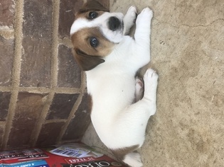 Jack Russell Terrier Puppy for sale in HICKORY, MS, USA