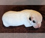 Small Photo #2 American Bulldog Puppy For Sale in MILLS RIVER, NC, USA