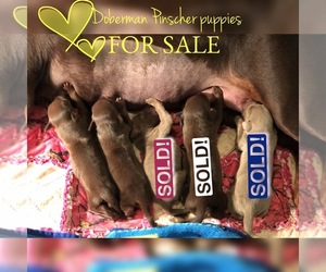Doberman Pinscher Puppy for sale in WILDOMAR, CA, USA
